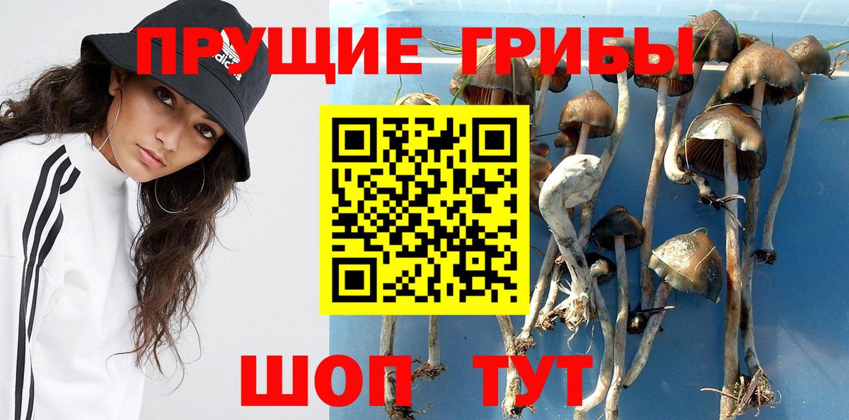 Галлюциногенные грибы Cubensis Новотроицк